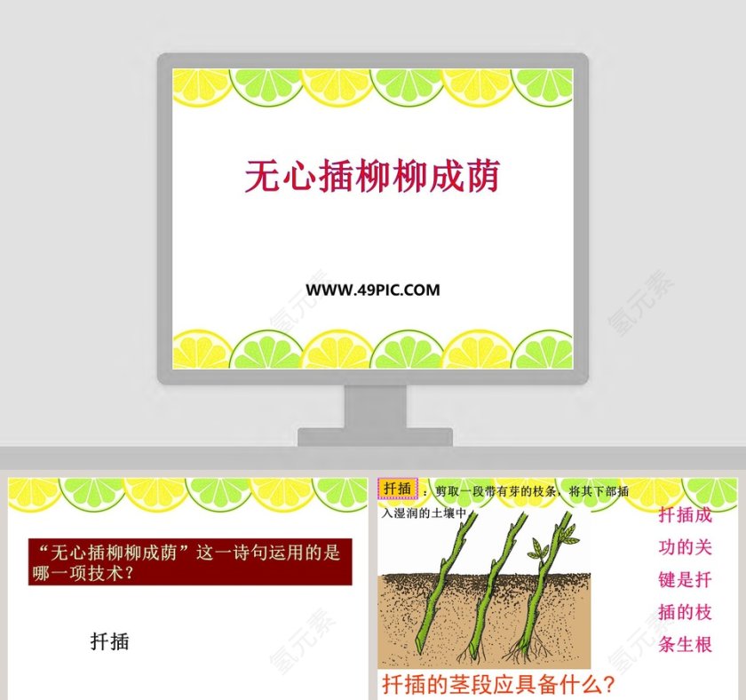 无心插柳柳成荫教学ppt课件第1张