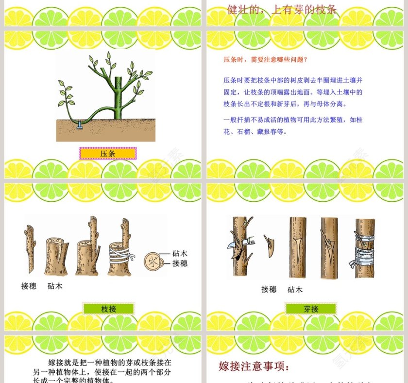 无心插柳柳成荫教学ppt课件第2张