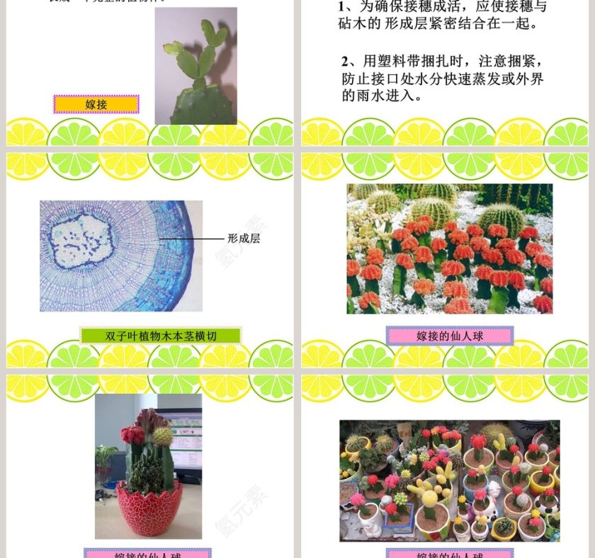 无心插柳柳成荫教学ppt课件第3张