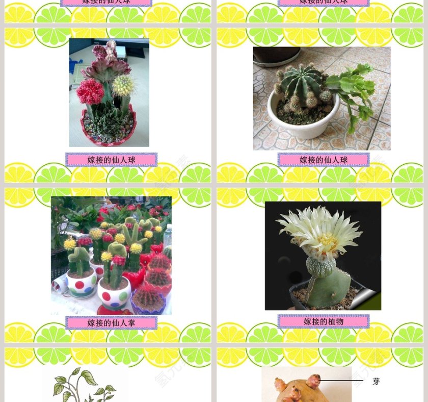 无心插柳柳成荫教学ppt课件第4张