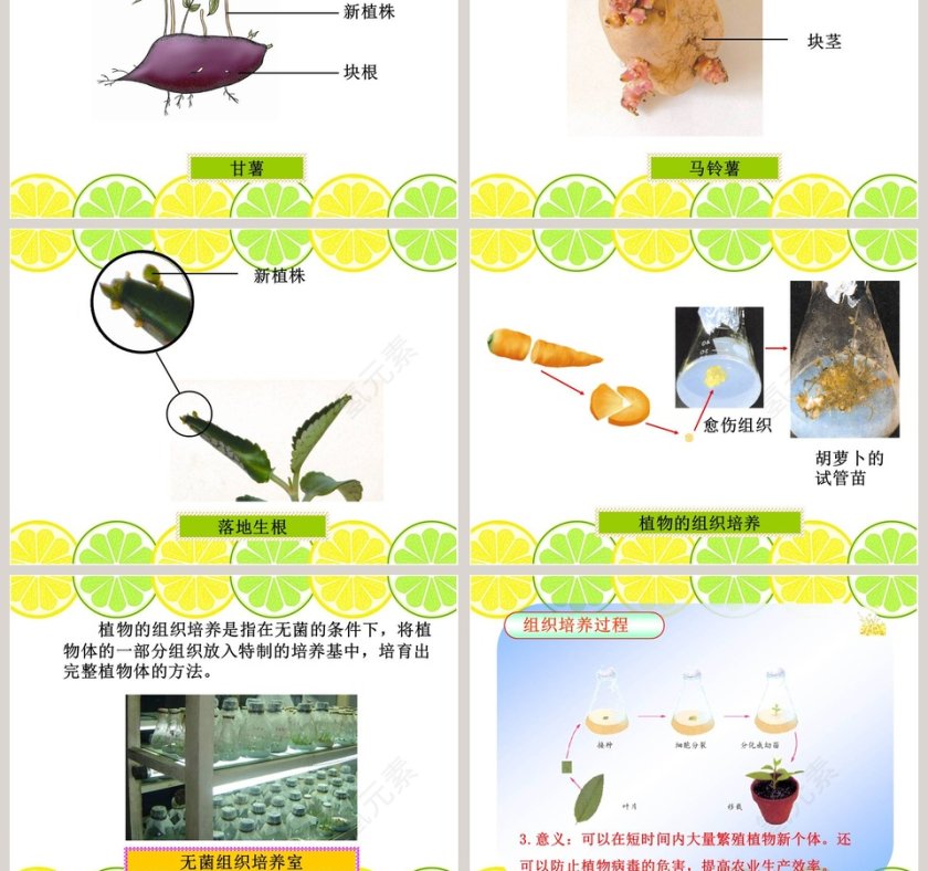 无心插柳柳成荫教学ppt课件第5张
