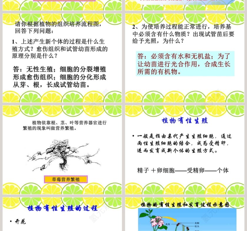 无心插柳柳成荫教学ppt课件第6张