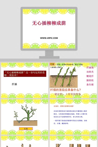 无心插柳柳成荫教学ppt课件