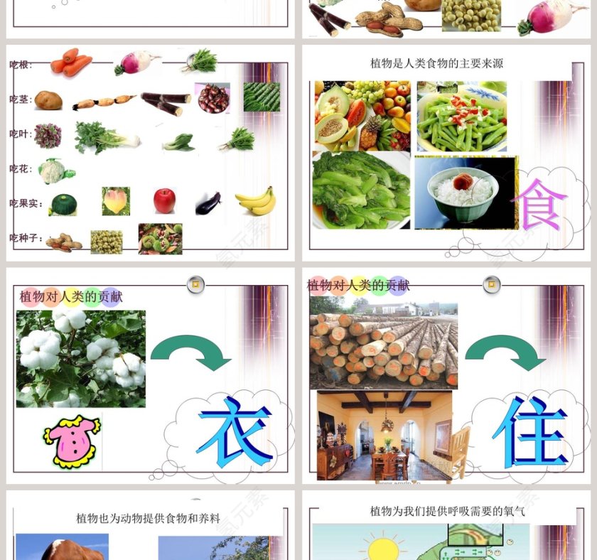 植物和我们的生活教学ppt课件第2张