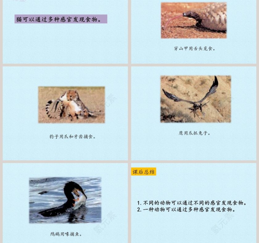 动物觅食教学ppt课件第3张