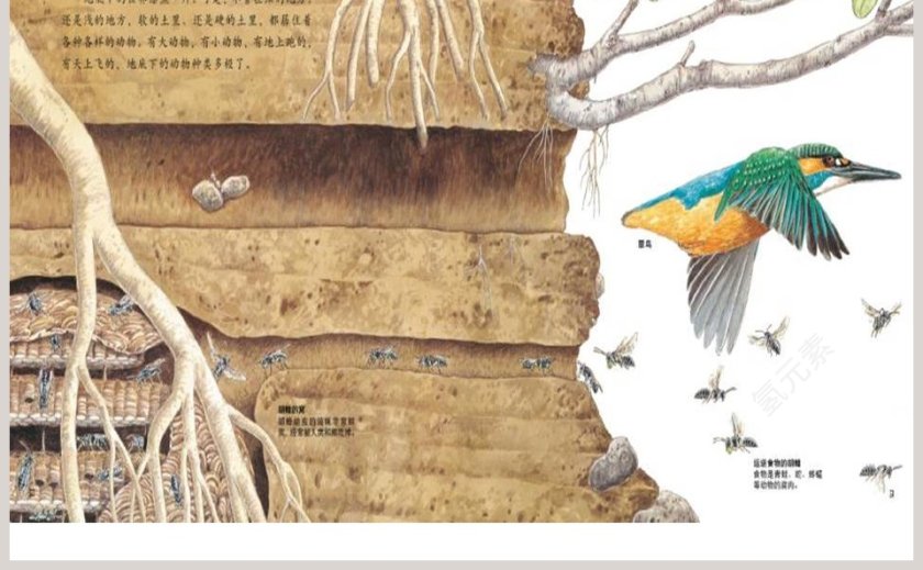 地底下的动物幼儿绘本教育课件第5张