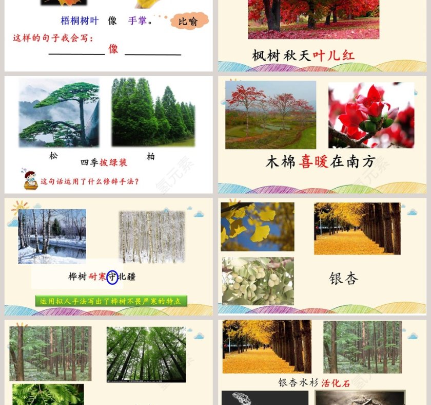 课文解析树之歌语文课件PPT第3张