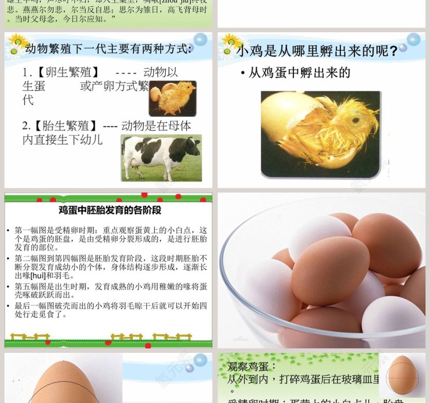 翩翩雌与雄教学ppt课件第2张