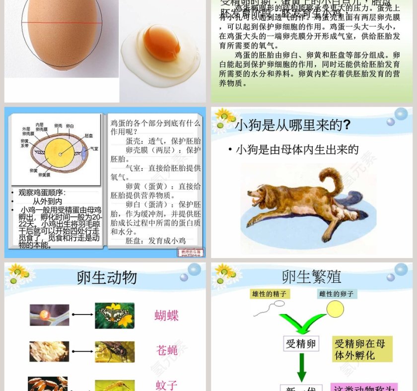 翩翩雌与雄教学ppt课件第3张