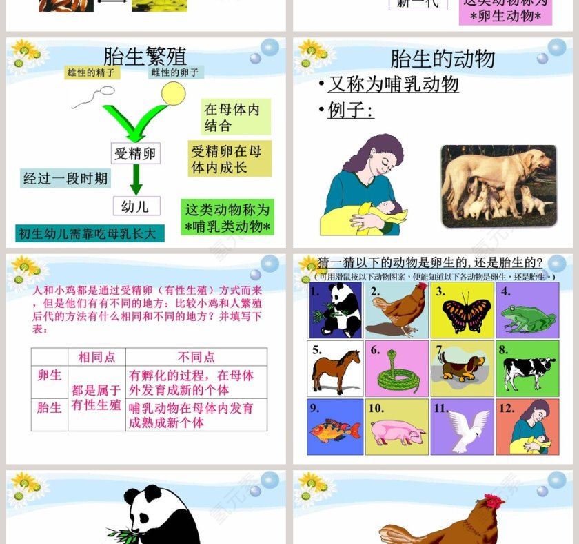 翩翩雌与雄教学ppt课件第4张