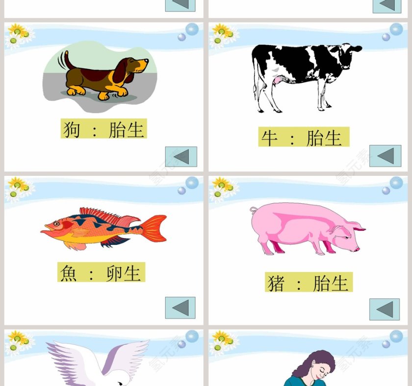 翩翩雌与雄教学ppt课件第6张