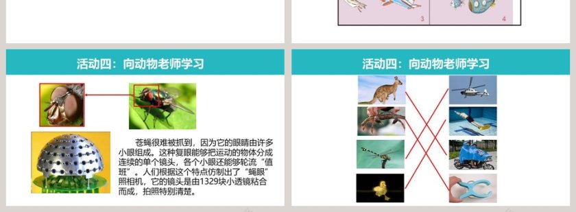 可爱的动物-教学ppt课件第4张