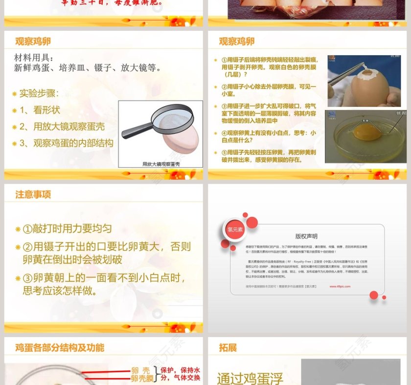 翩翩雌与雄教学ppt课件第2张