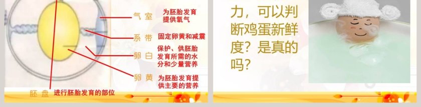 翩翩雌与雄教学ppt课件第3张