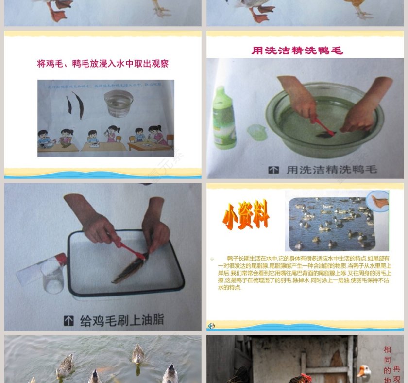 鸭与鸡教学ppt课件第2张