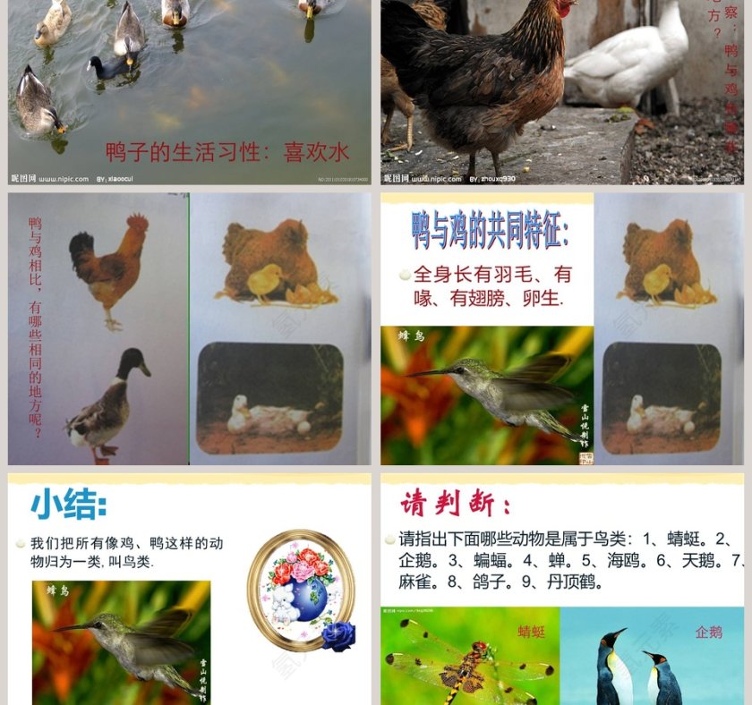 鸭与鸡教学ppt课件第3张