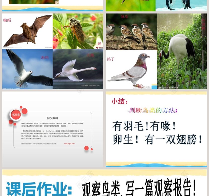 鸭与鸡教学ppt课件第4张