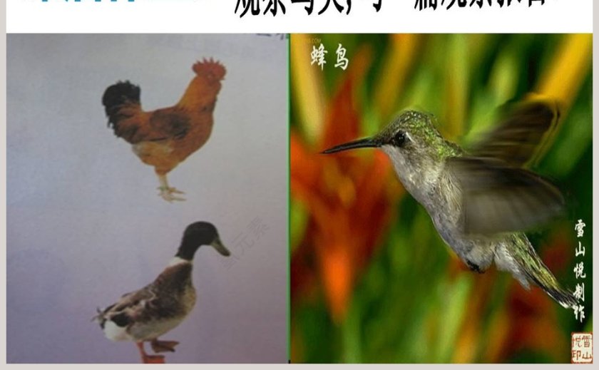 鸭与鸡教学ppt课件第5张