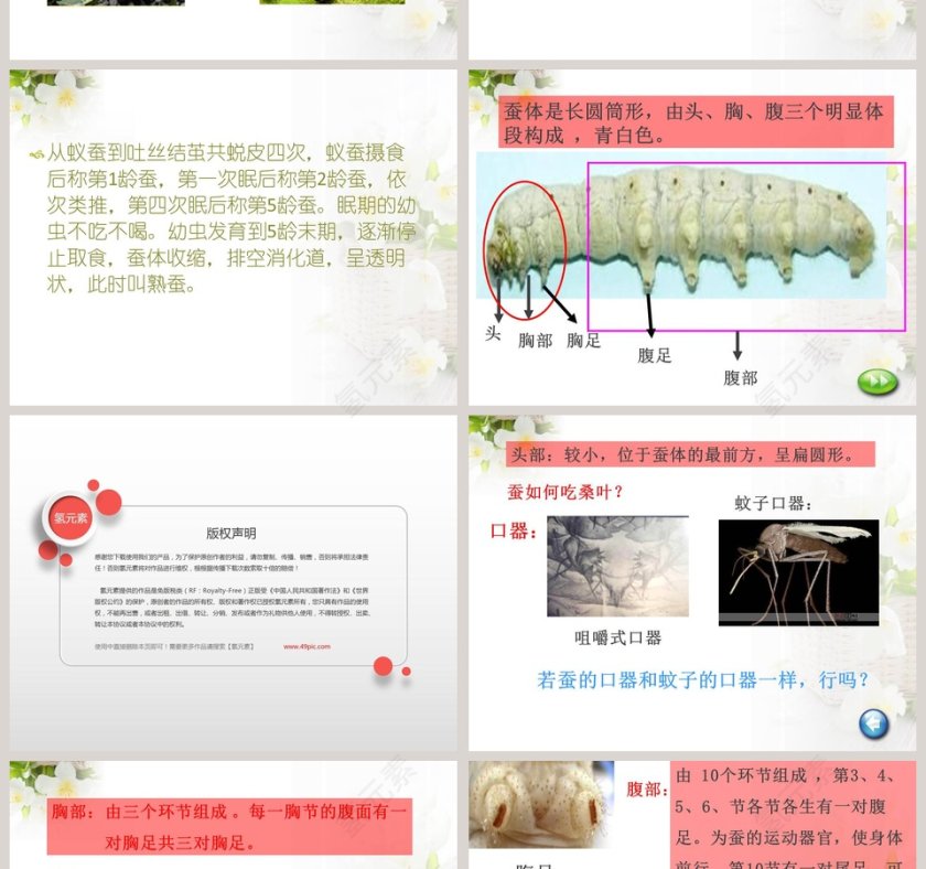 可爱的蚕宝宝-鄂教版三年级科学下册课件教学ppt课件第2张