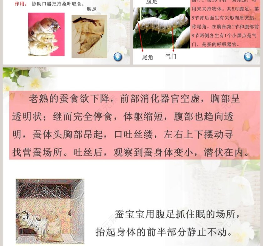 可爱的蚕宝宝-鄂教版三年级科学下册课件教学ppt课件第3张