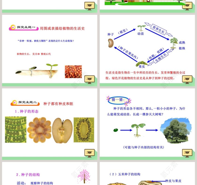 第-章绿色开花植物的生活史教学ppt课件第2张