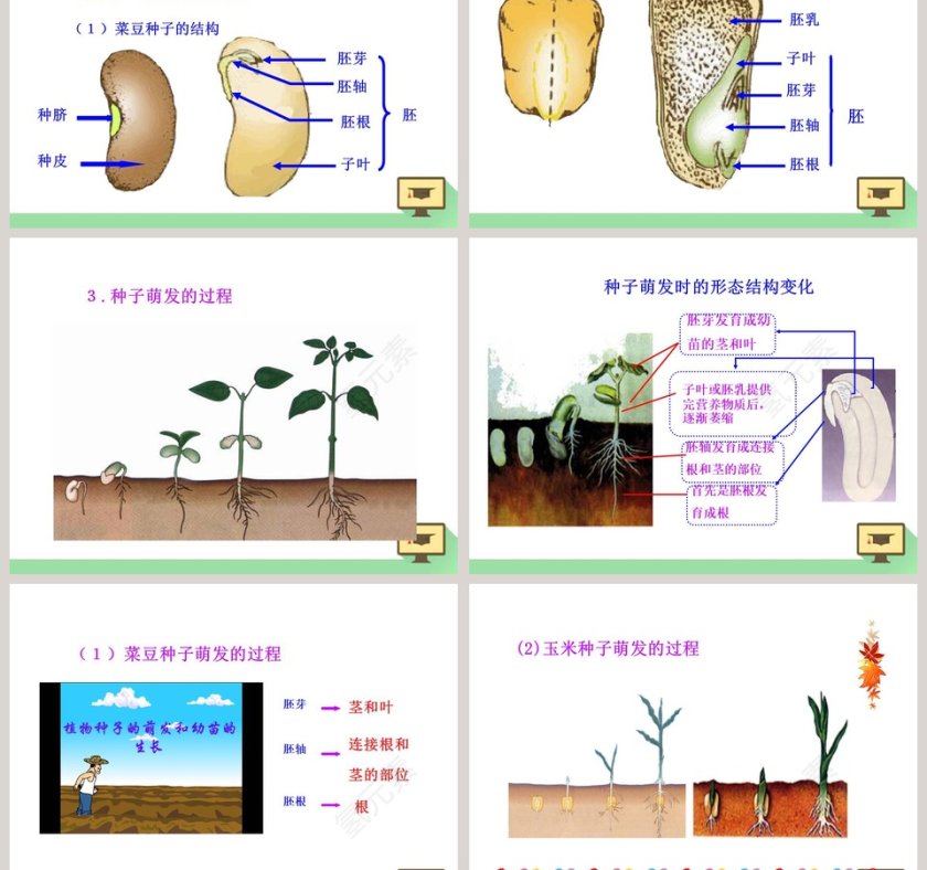 第-章绿色开花植物的生活史教学ppt课件第3张