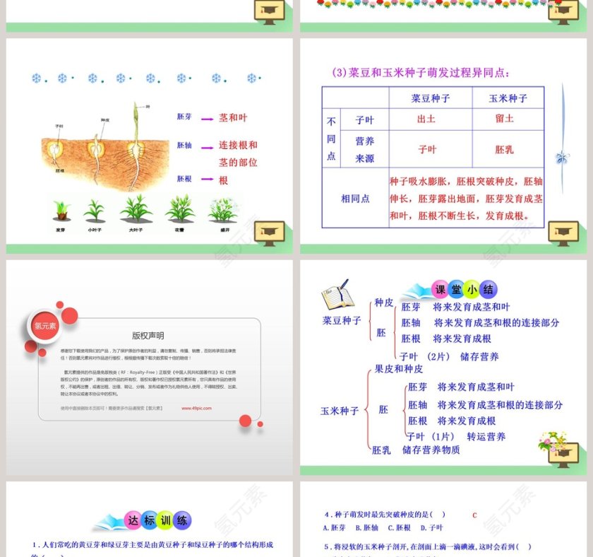 第-章绿色开花植物的生活史教学ppt课件第4张