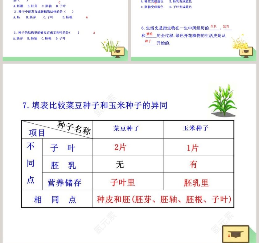 第-章绿色开花植物的生活史教学ppt课件第5张