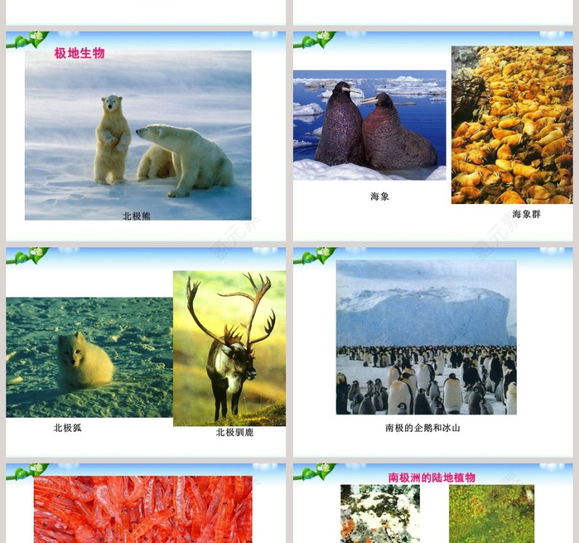 极 地 地 区教学ppt课件第6张
