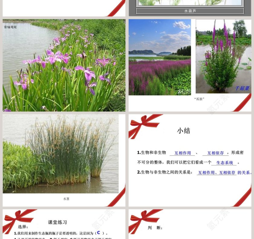 做个小生态瓶-鄂教版五年级科学上册课件教学ppt课件第2张