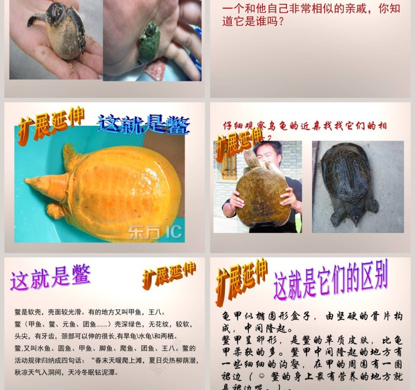 10-龟和鳖教学ppt课件第5张