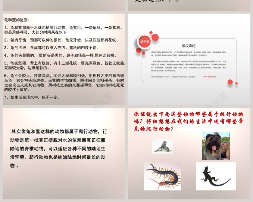 10-龟和鳖教学ppt课件第6张