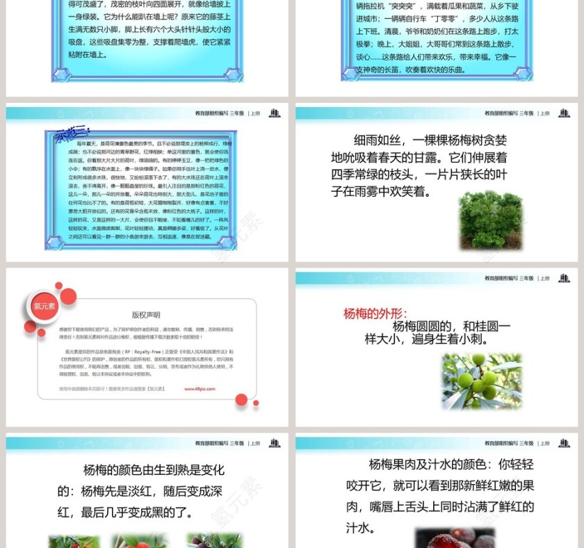 课文解析三年级语文上册我爱故乡的杨梅语文课件PPT第3张