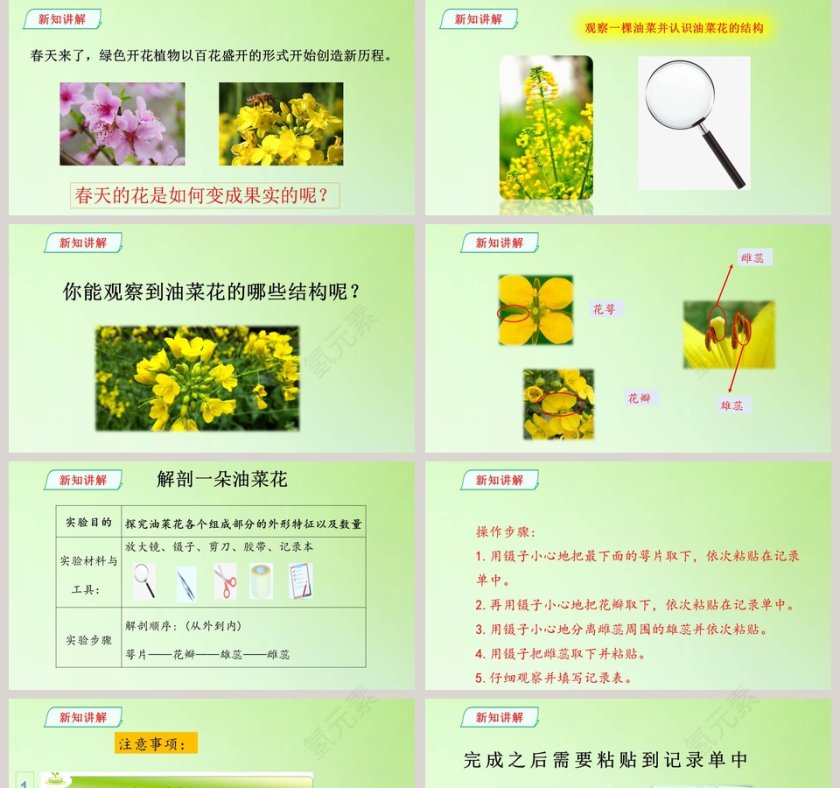 鲜艳的五月：开放的花朵PPT模板第2张