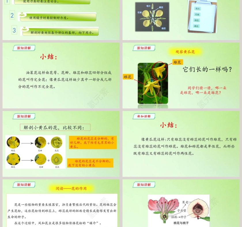 鲜艳的五月：开放的花朵PPT模板第3张