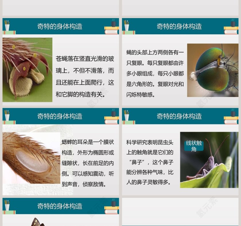 第二节  放大镜下的昆虫世界教学ppt课件第2张