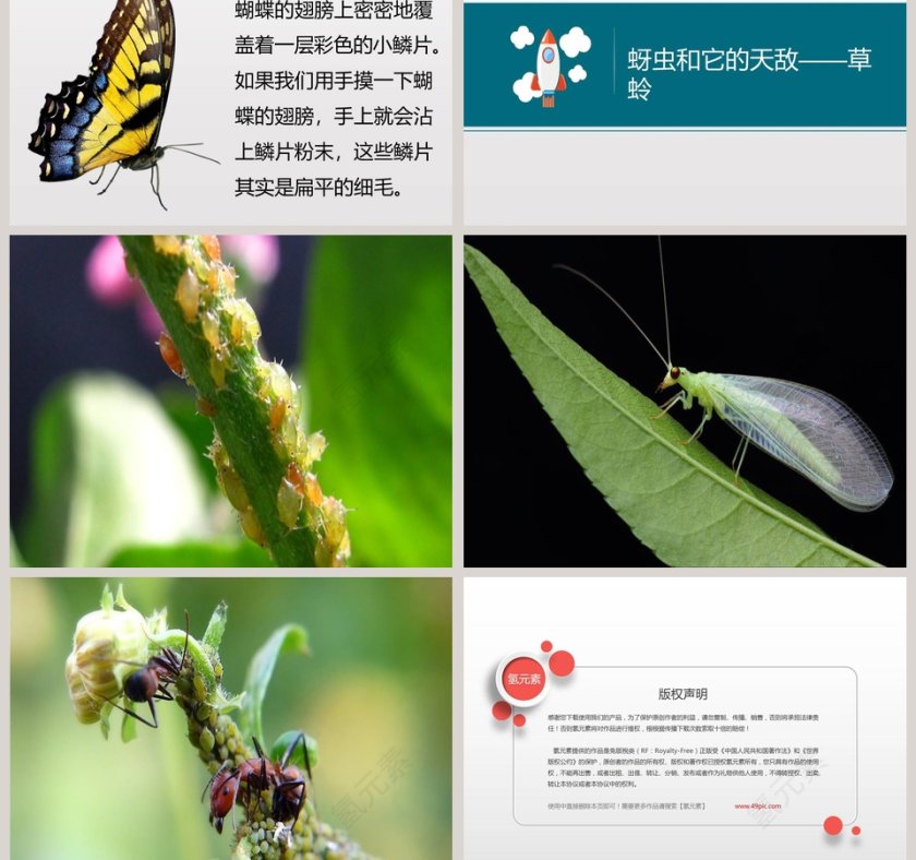 第二节  放大镜下的昆虫世界教学ppt课件第3张