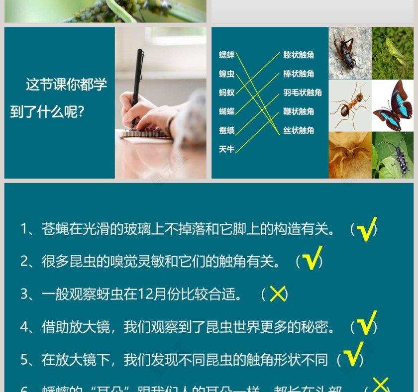 第二节  放大镜下的昆虫世界教学ppt课件第4张
