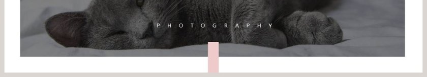 猫咪日记PPT第6张