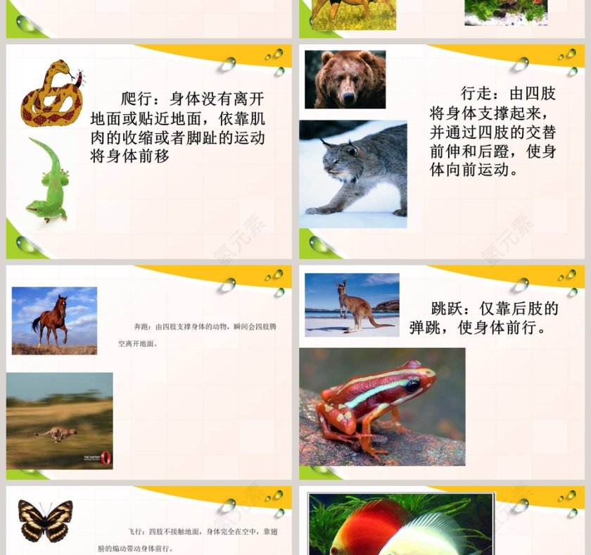 动物的特征-多种多样的动物教学ppt课件第2张