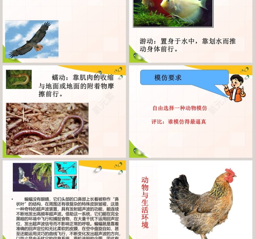 动物的特征-多种多样的动物教学ppt课件第3张