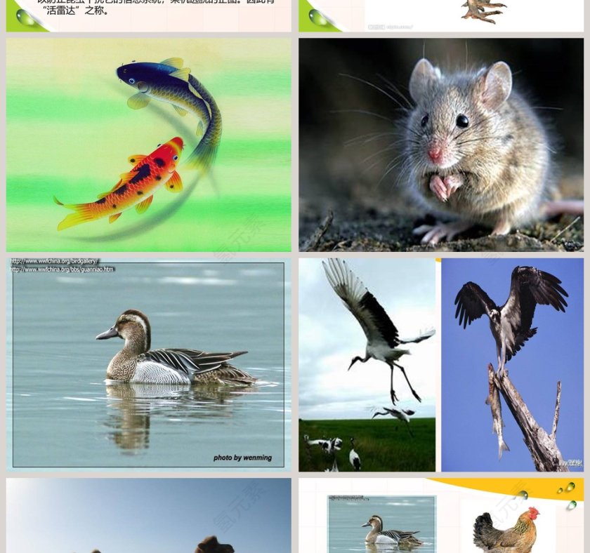 动物的特征-多种多样的动物教学ppt课件第4张