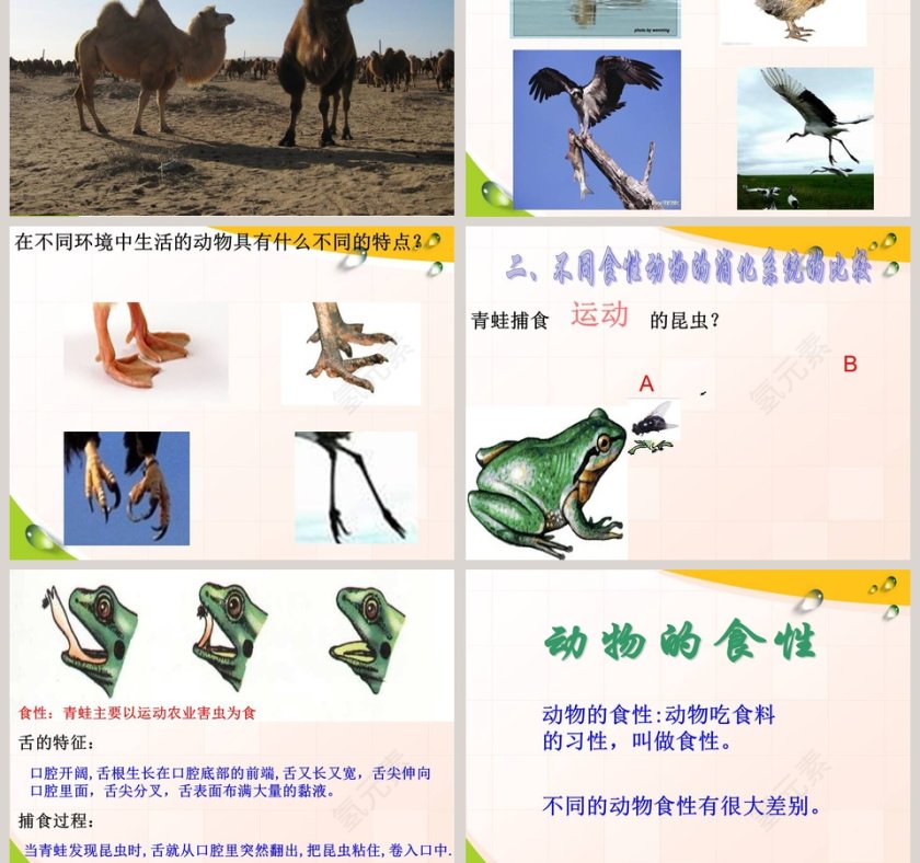 动物的特征-多种多样的动物教学ppt课件第5张