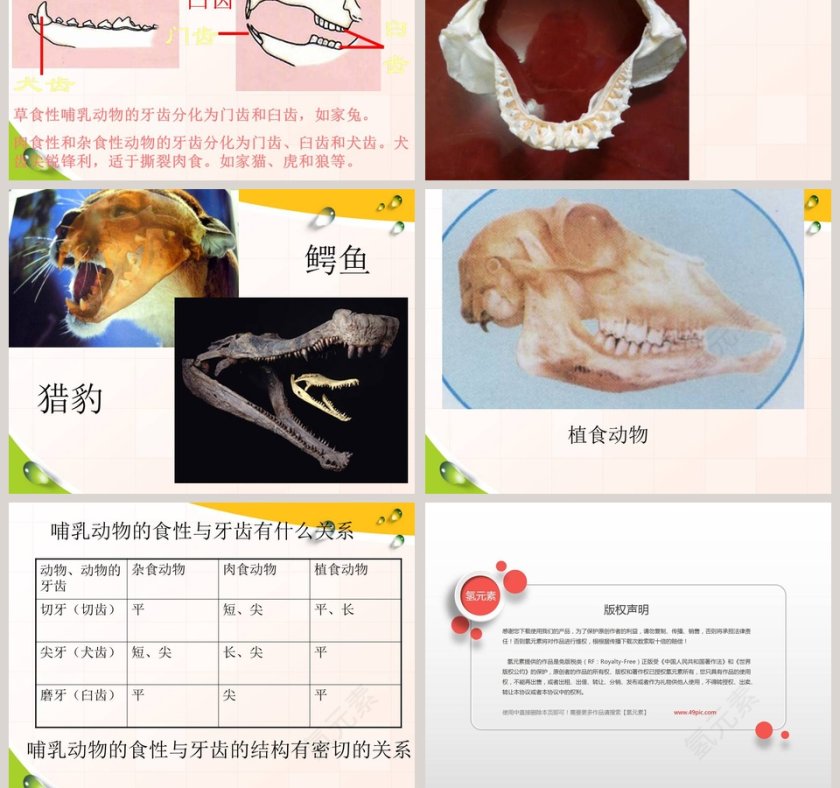 动物的特征-多种多样的动物教学ppt课件第9张