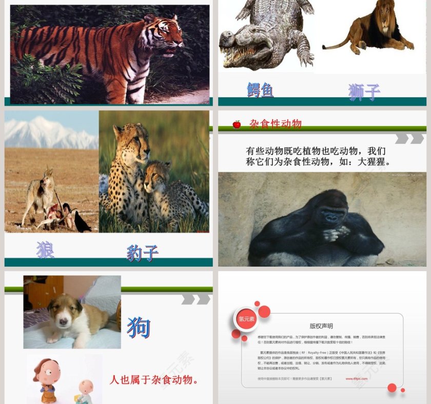 动物的食物教学ppt课件第3张