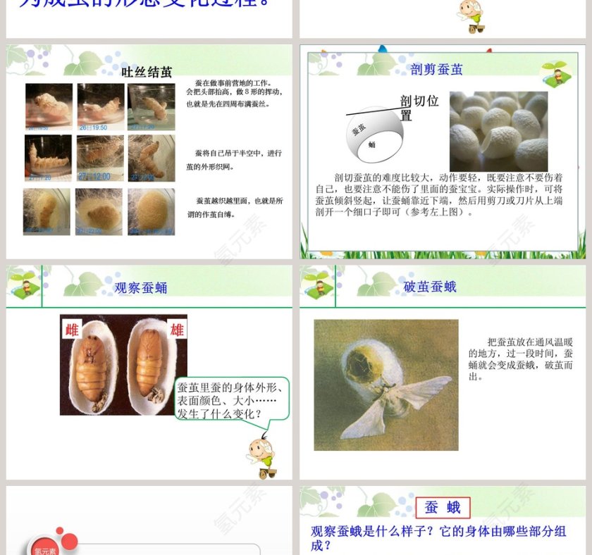 蚕宝宝大变样-第X期industry述职汇报PPT模板第2张