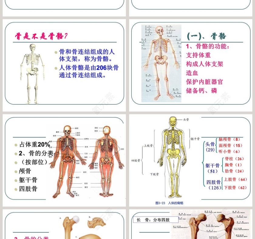 人的运动系统和保健教学ppt课件第2张