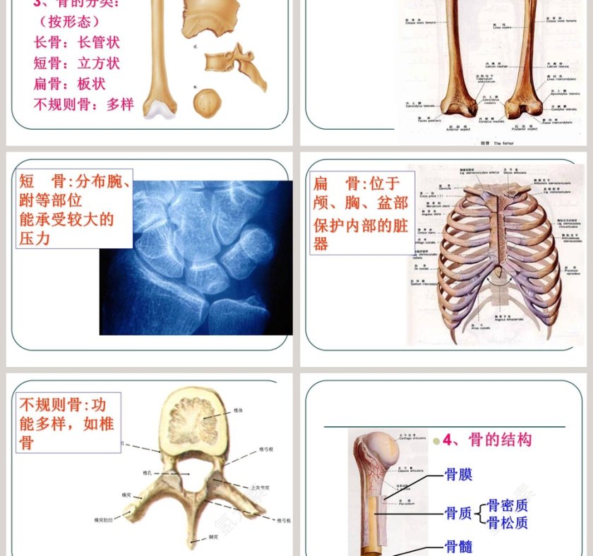 人的运动系统和保健教学ppt课件第3张