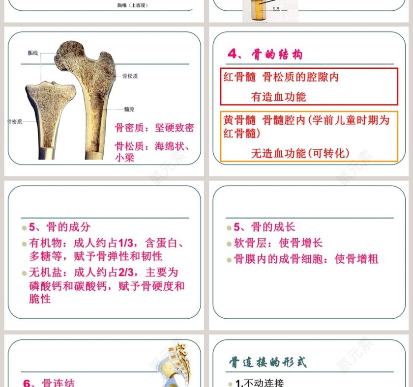 人的运动系统和保健教学ppt课件第4张