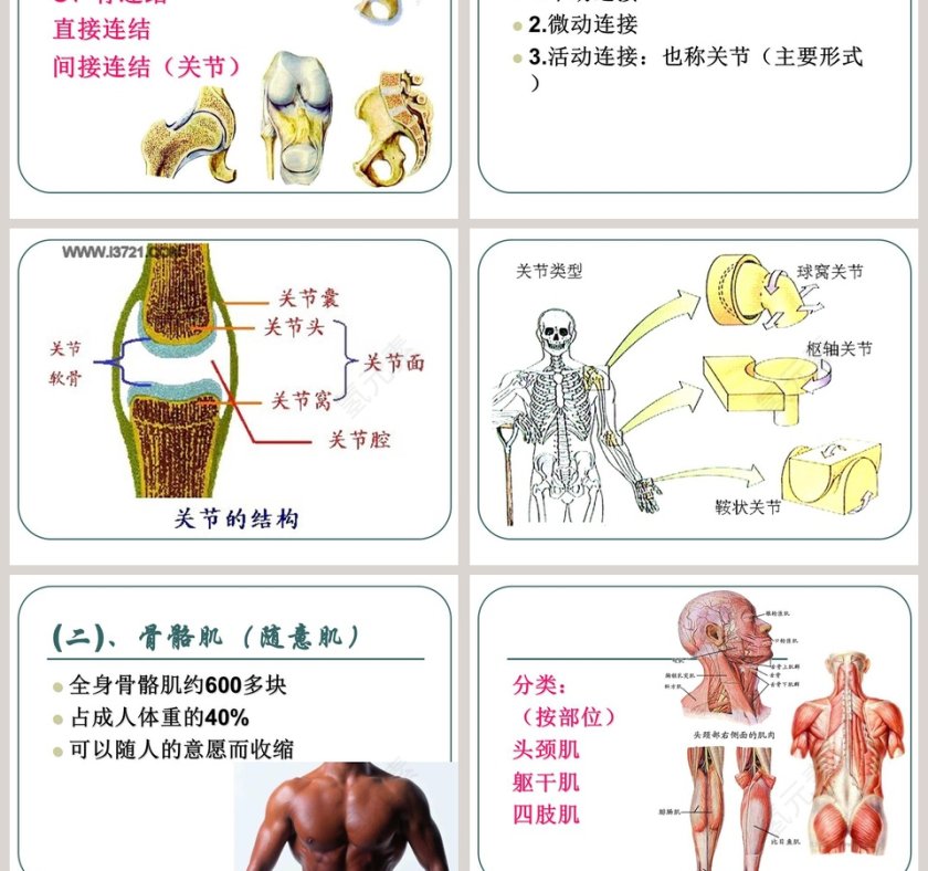 人的运动系统和保健教学ppt课件第5张